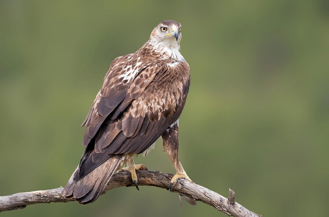 Observación de aves en los Arribes del Duero